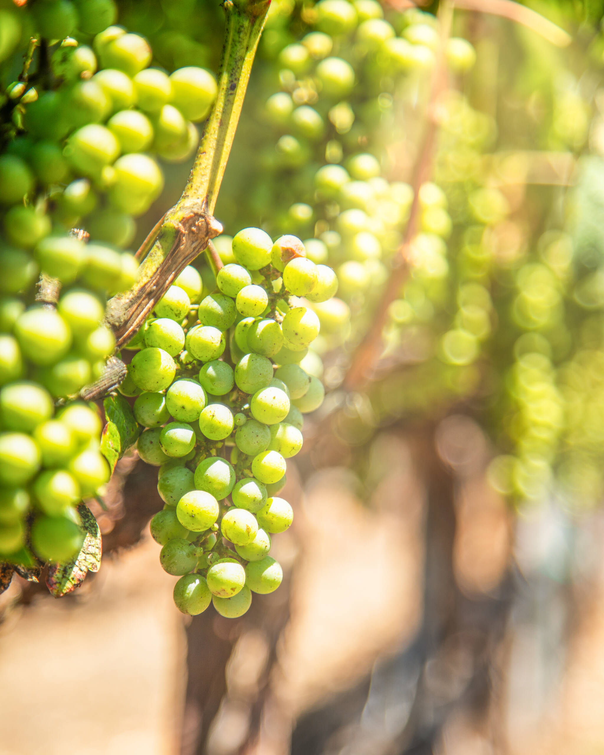 green grapes on the vine