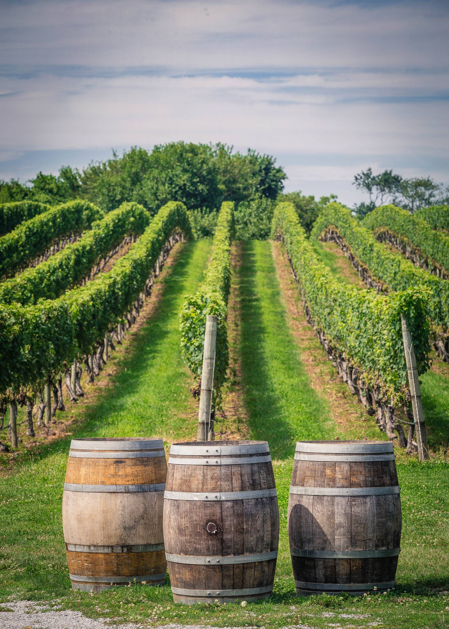 vineyard landscape